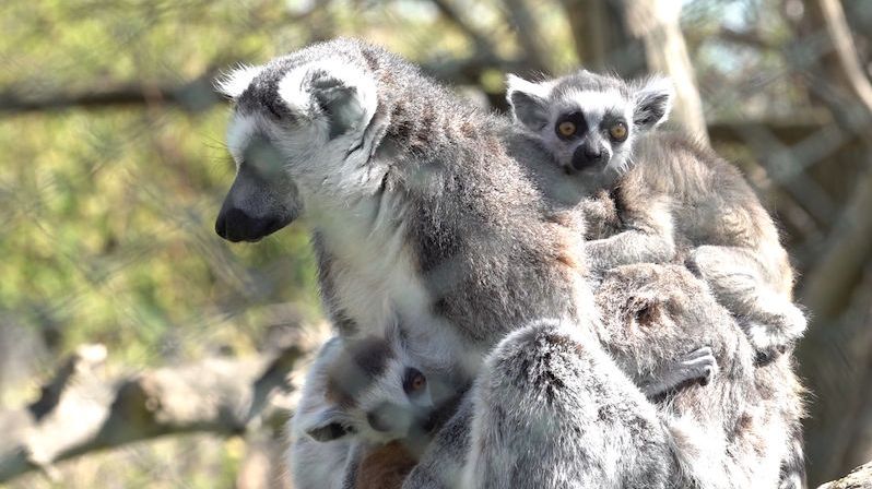 Zoopark Zájezd jen těsně unikl krachu, v pondělí znovu otevře brány návštěvníkům